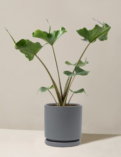 Alocasia Stingray