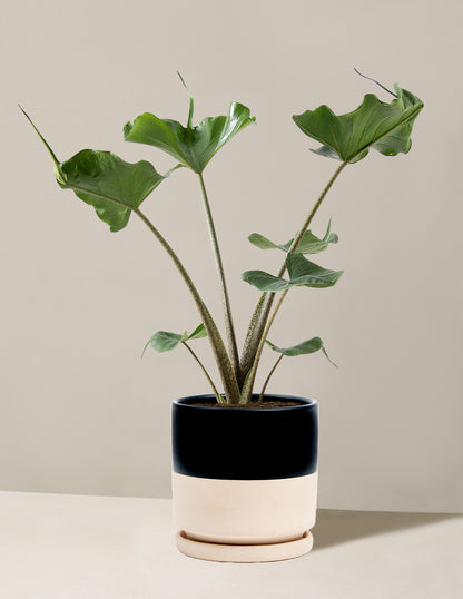 Alocasia Stingray