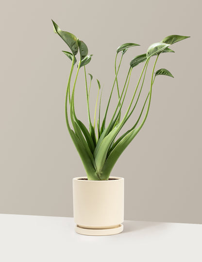 Alocasia Tiny Dancer