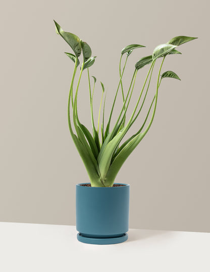 Alocasia Tiny Dancer