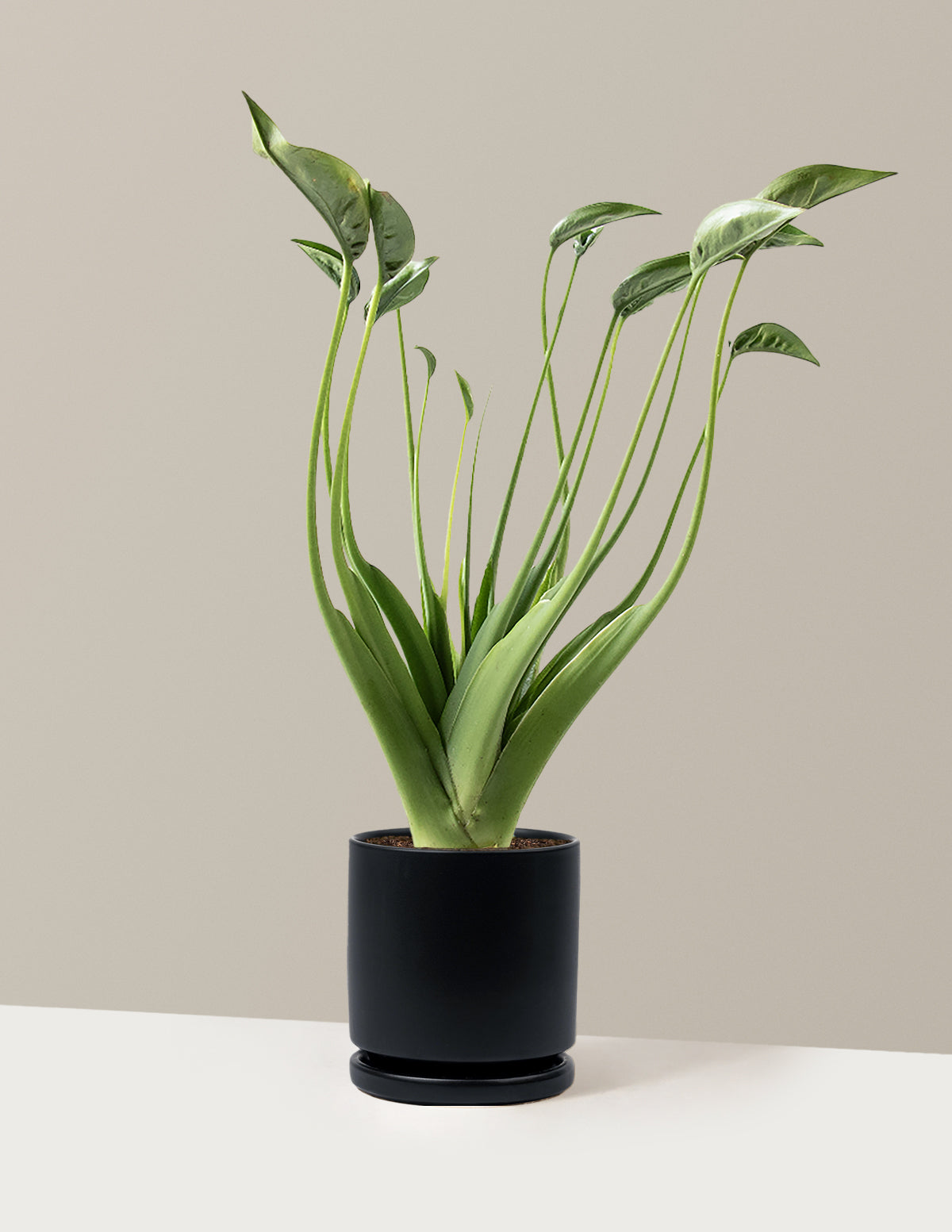 care for tiny dancers elephant ear plant alocasia buddha palm Alocasia Tiny Dancer