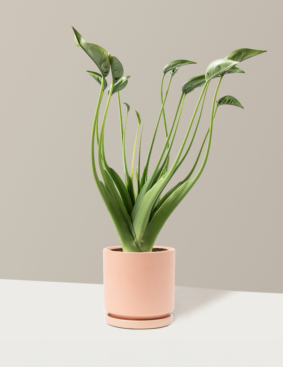 Alocasia Tiny Dancer