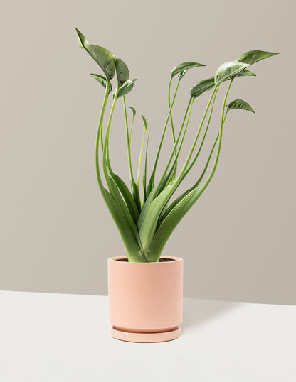 Alocasia Tiny Dancer
