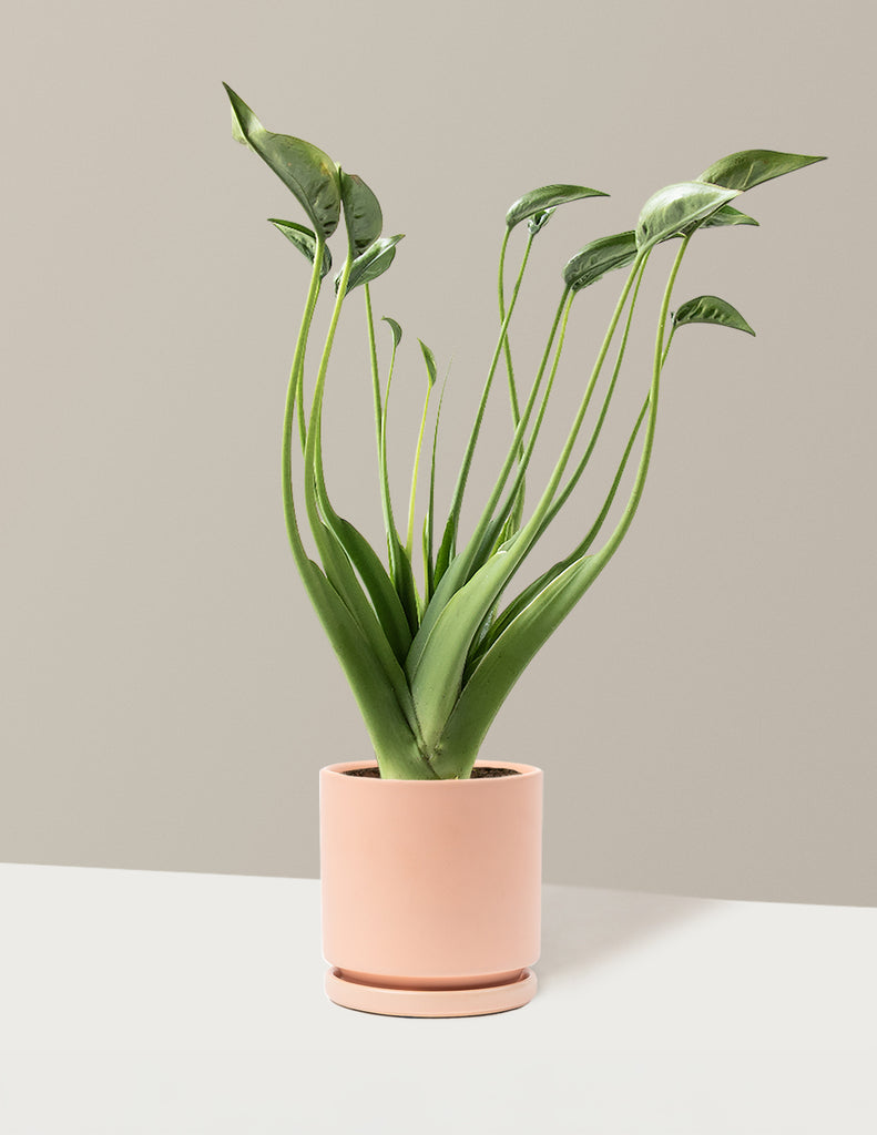 Alocasia Tiny Dancer