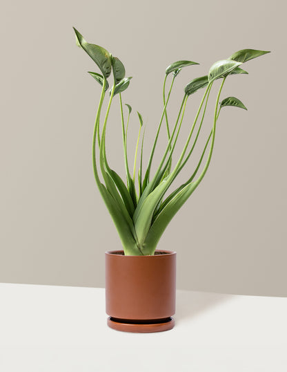 Alocasia Tiny Dancer