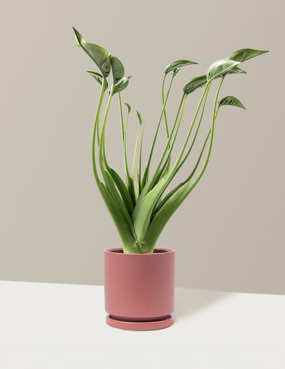 Alocasia Tiny Dancer
