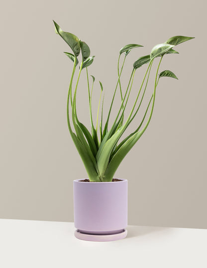 Alocasia Tiny Dancer