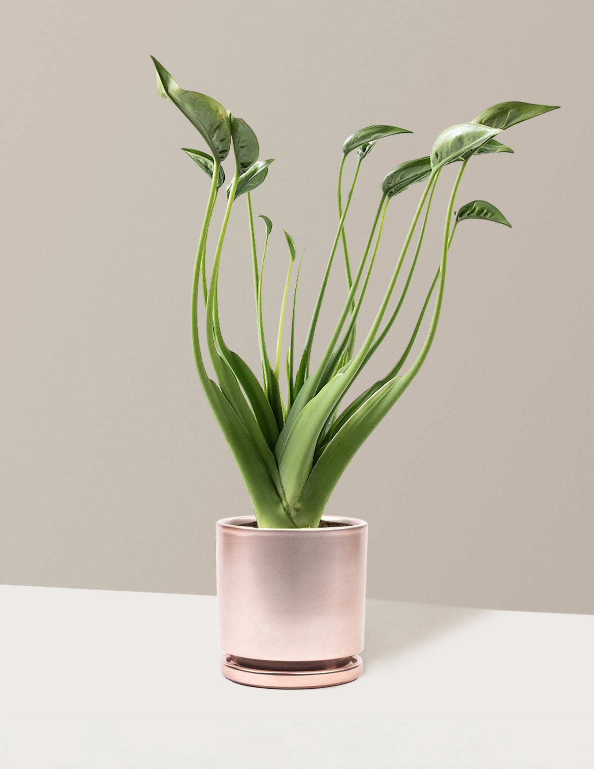 Alocasia Tiny Dancer
