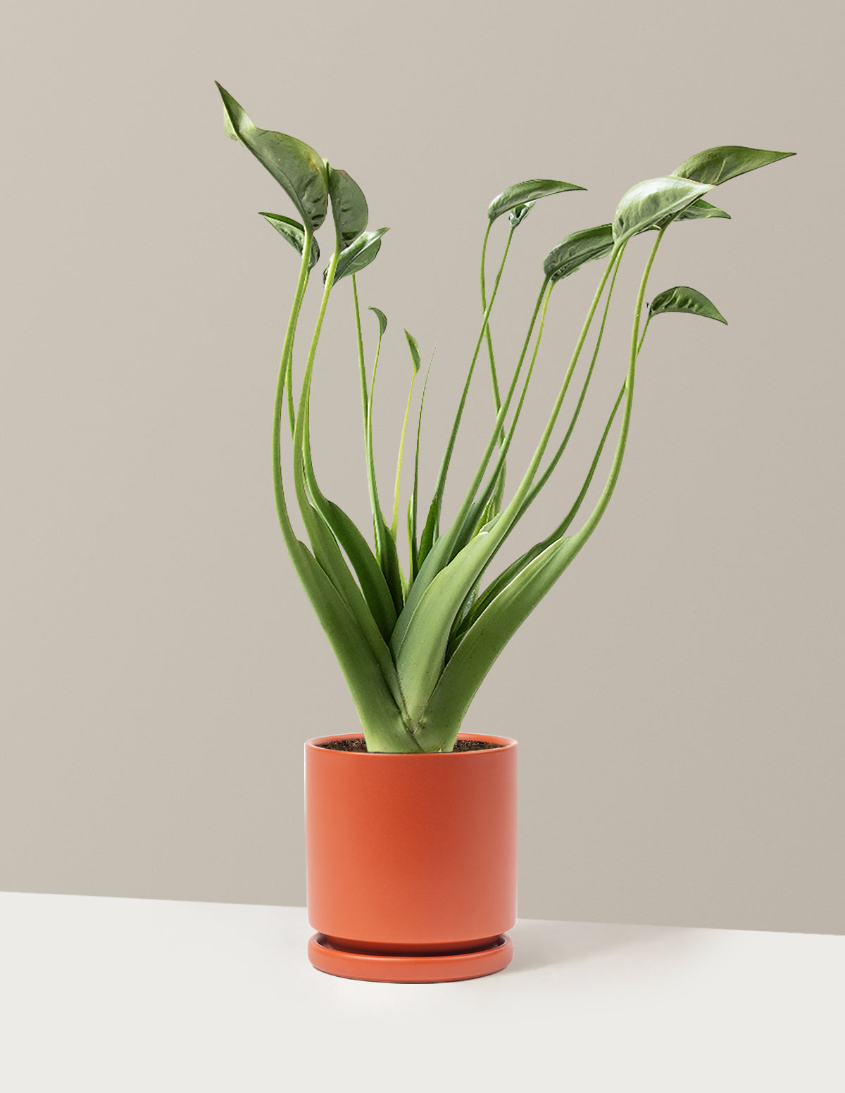 Alocasia Tiny Dancer