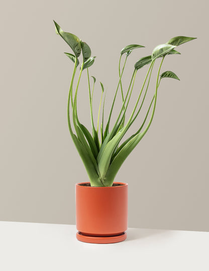 Alocasia Tiny Dancer