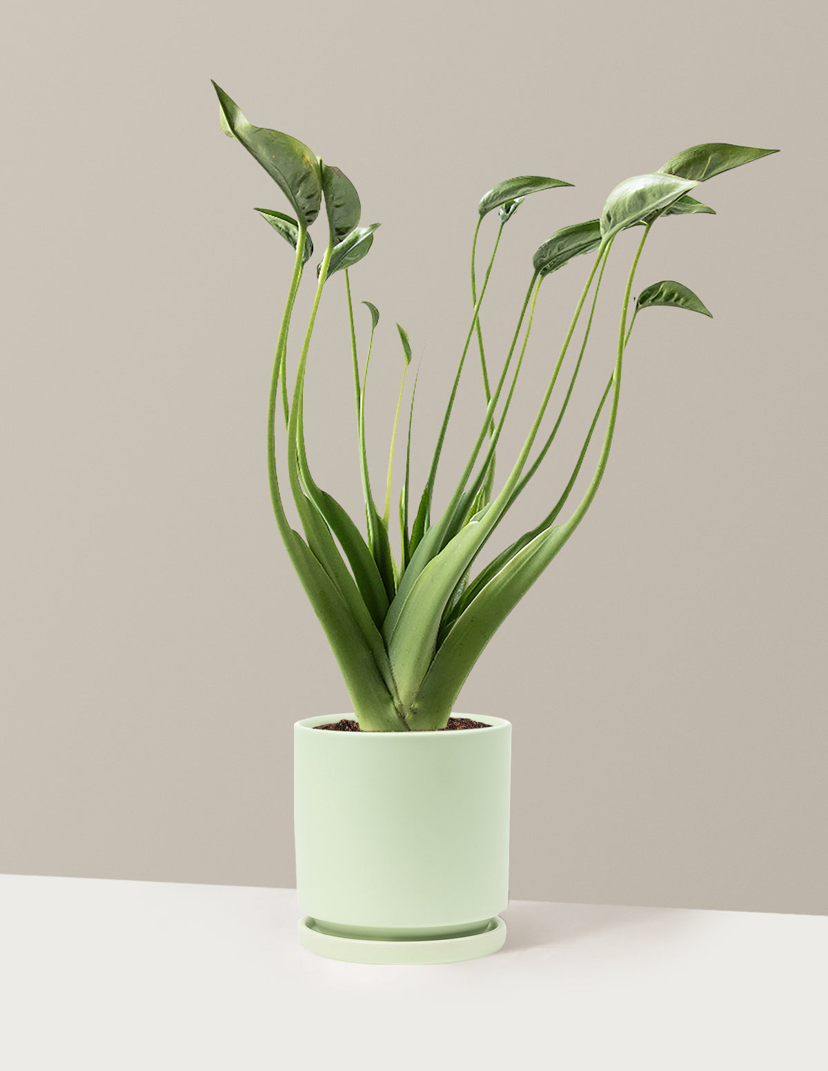 Alocasia Tiny Dancer