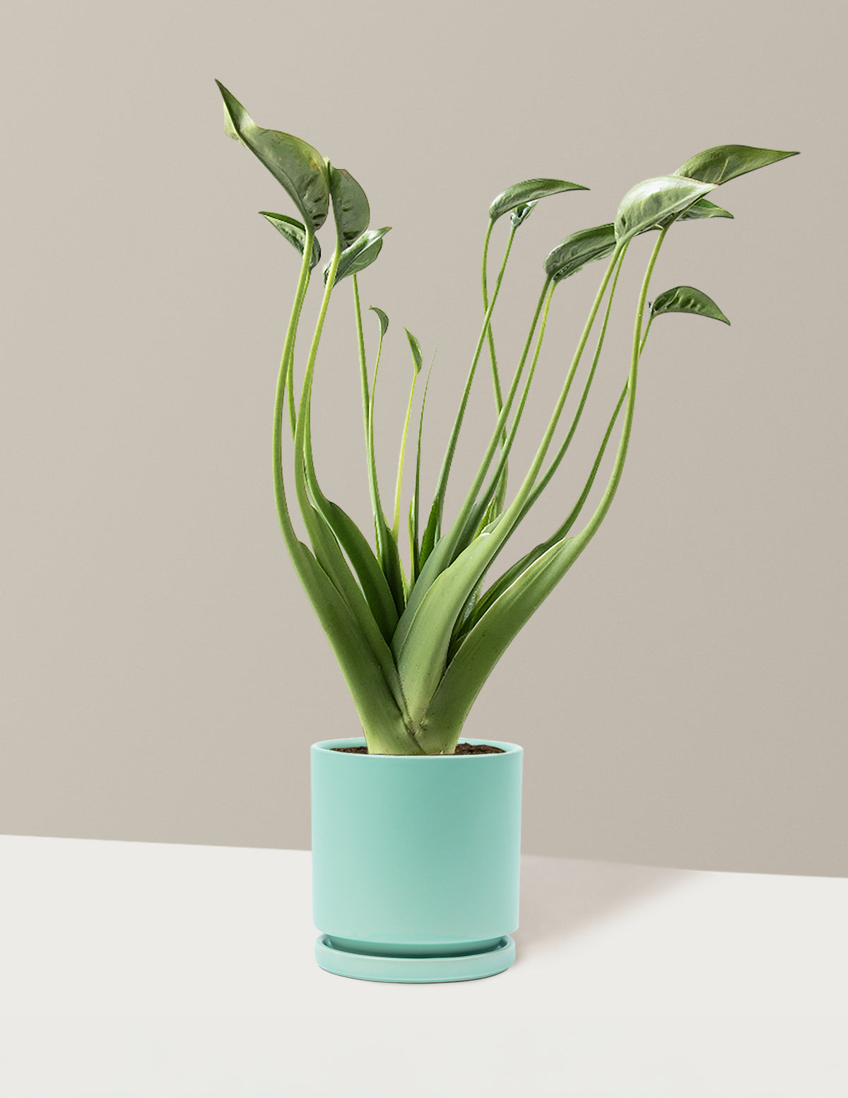 Alocasia Tiny Dancer