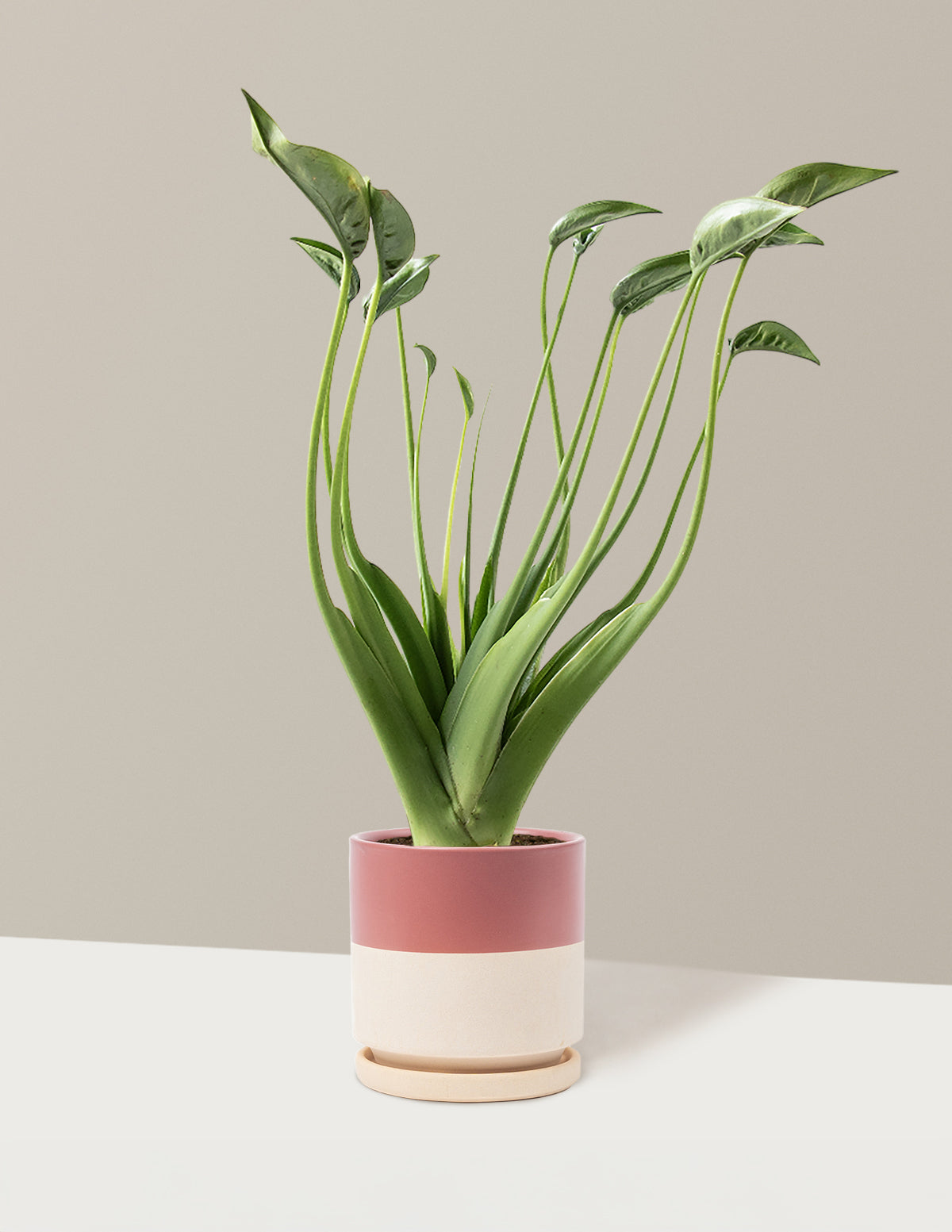 Alocasia Tiny Dancer