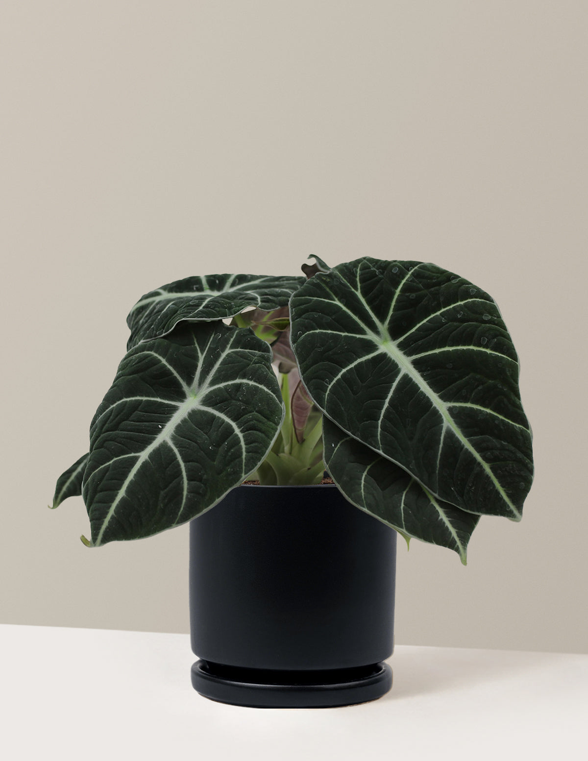 Alocasia Black Velvet