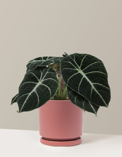 Alocasia Black Velvet