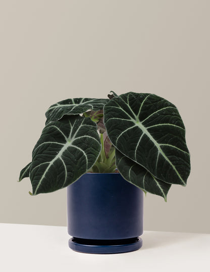 Alocasia Black Velvet