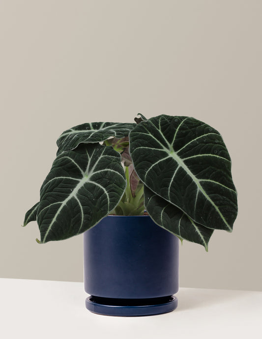 Alocasia Black Velvet