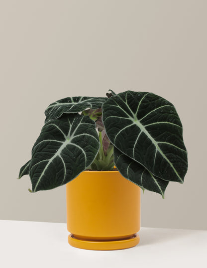 Alocasia Black Velvet