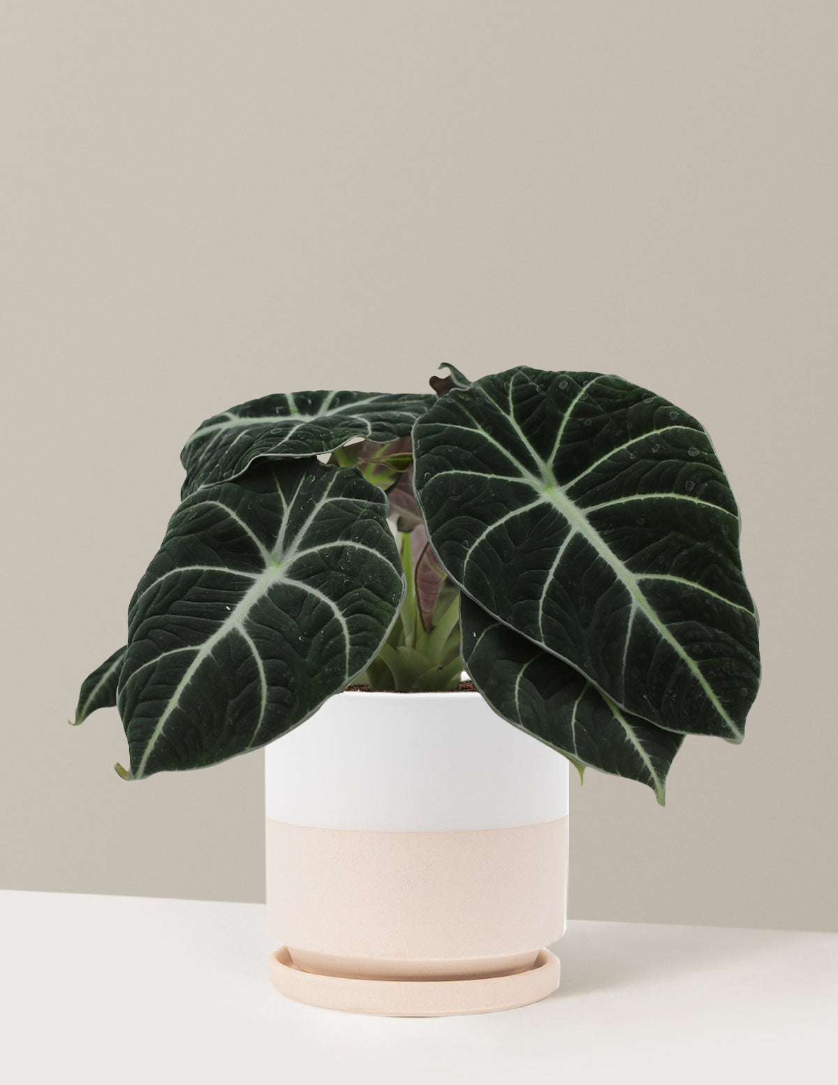 Alocasia Black Velvet