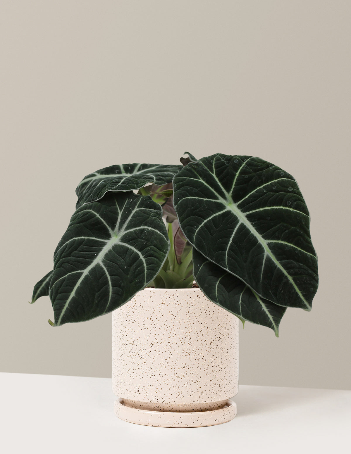 Alocasia Black Velvet