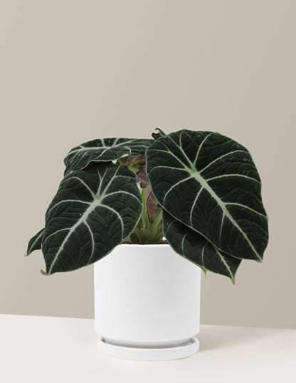 Alocasia Black Velvet