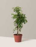 bundle | 2-3ft. | Grow Pot