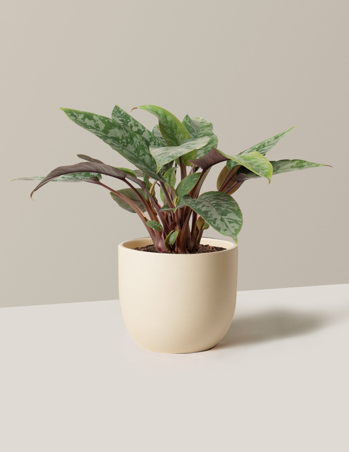Apoballis Lavallaei
