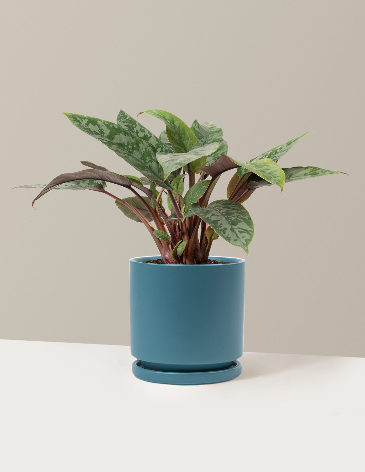 bundle | Medium | Isabella | Antique Teal