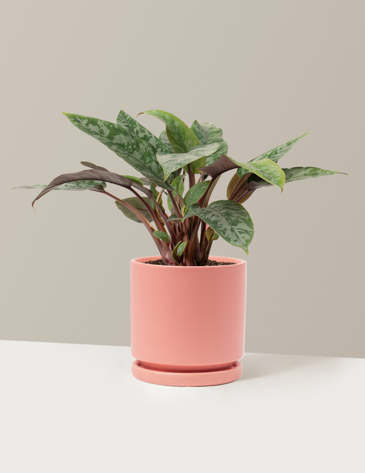 bundle | Medium | Isabella | Bubblegum