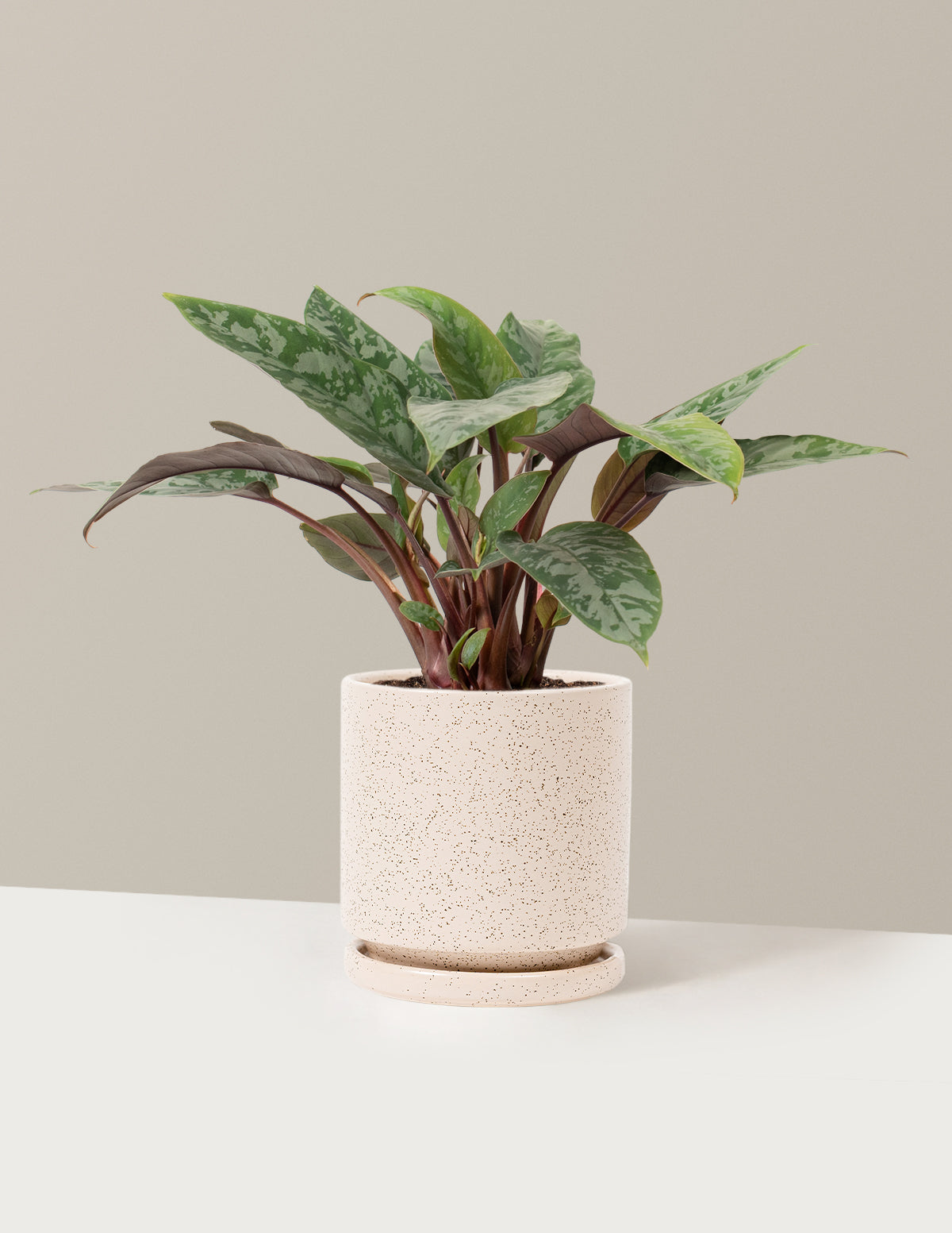 bundle | Medium | Isabella | White Sesame