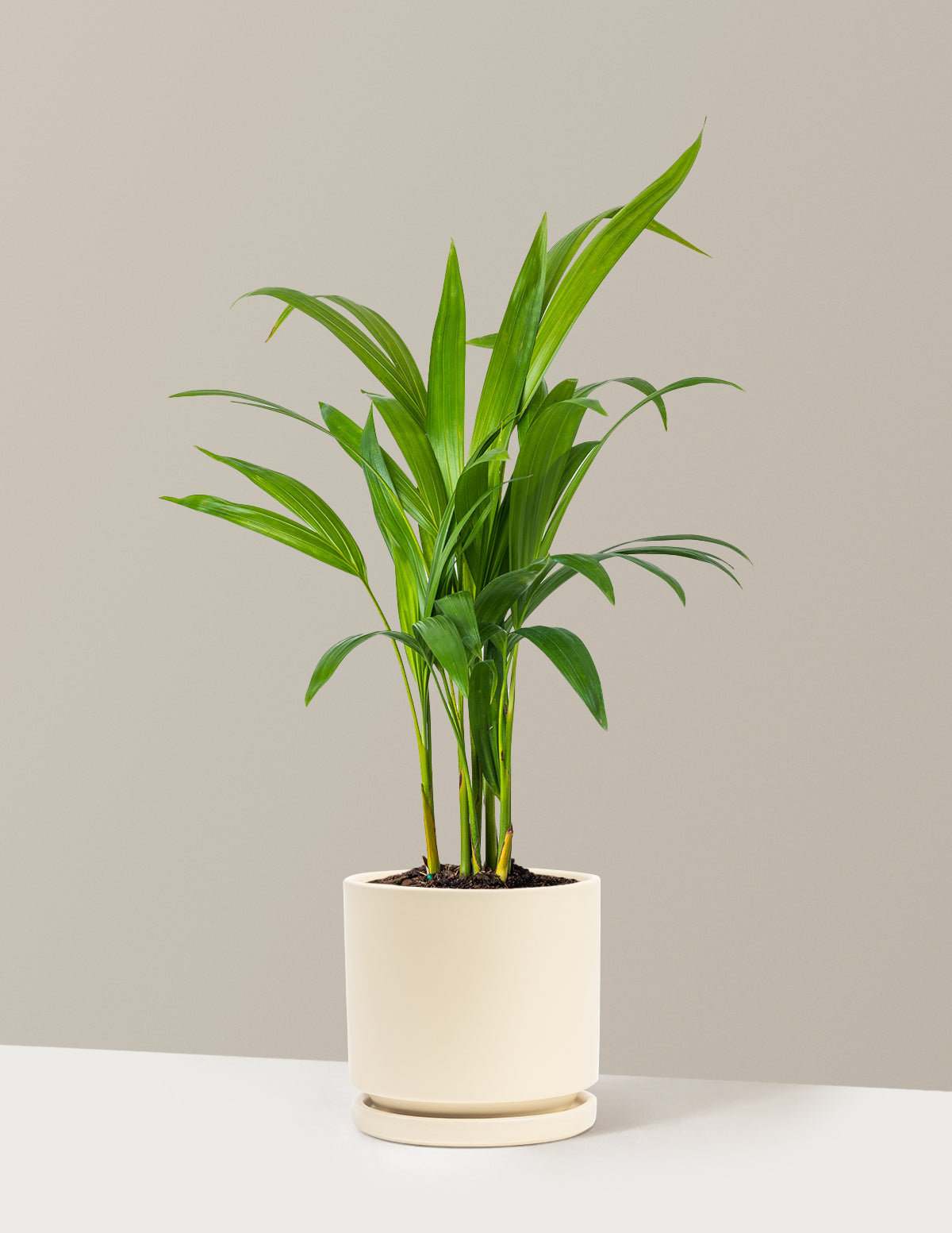 Areca Purifying Palm