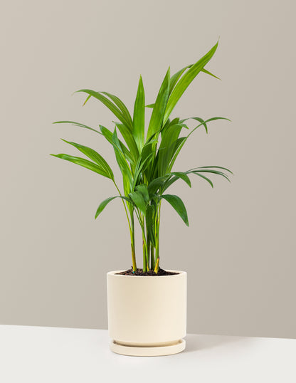 Areca Purifying Palm