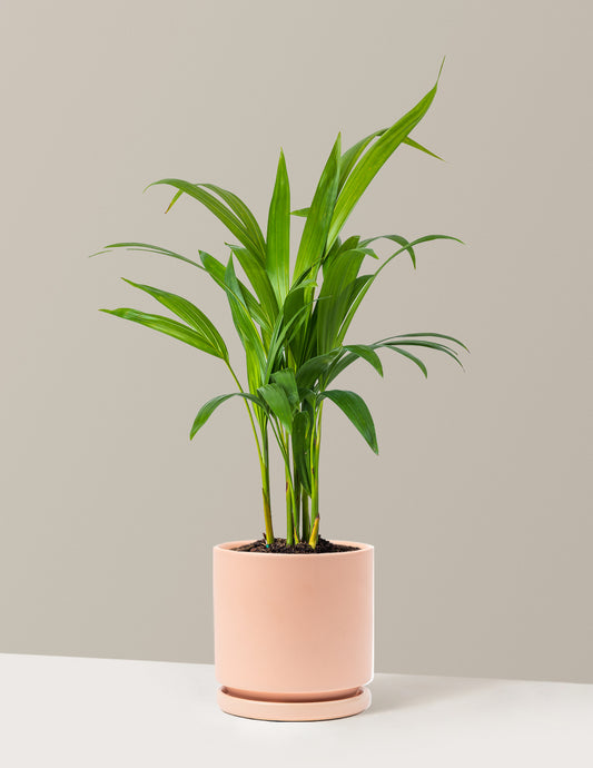 Areca Purifying Palm
