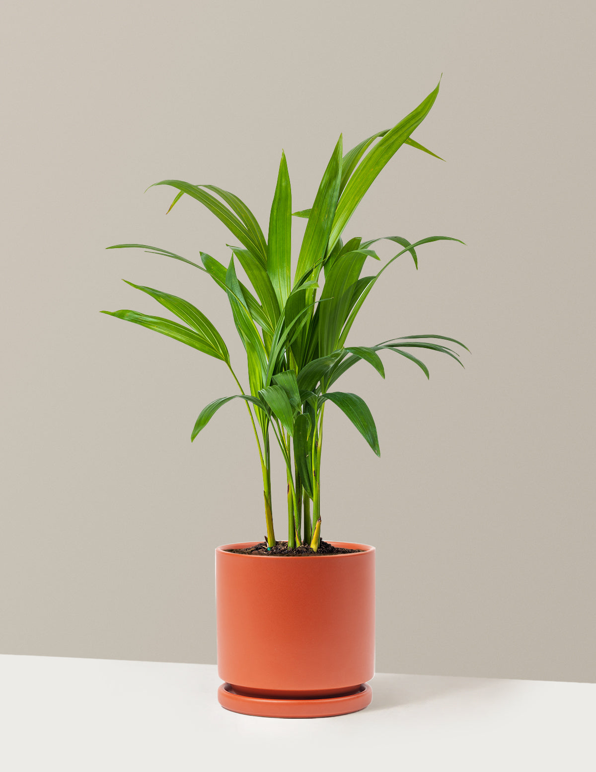 Areca Purifying Palm