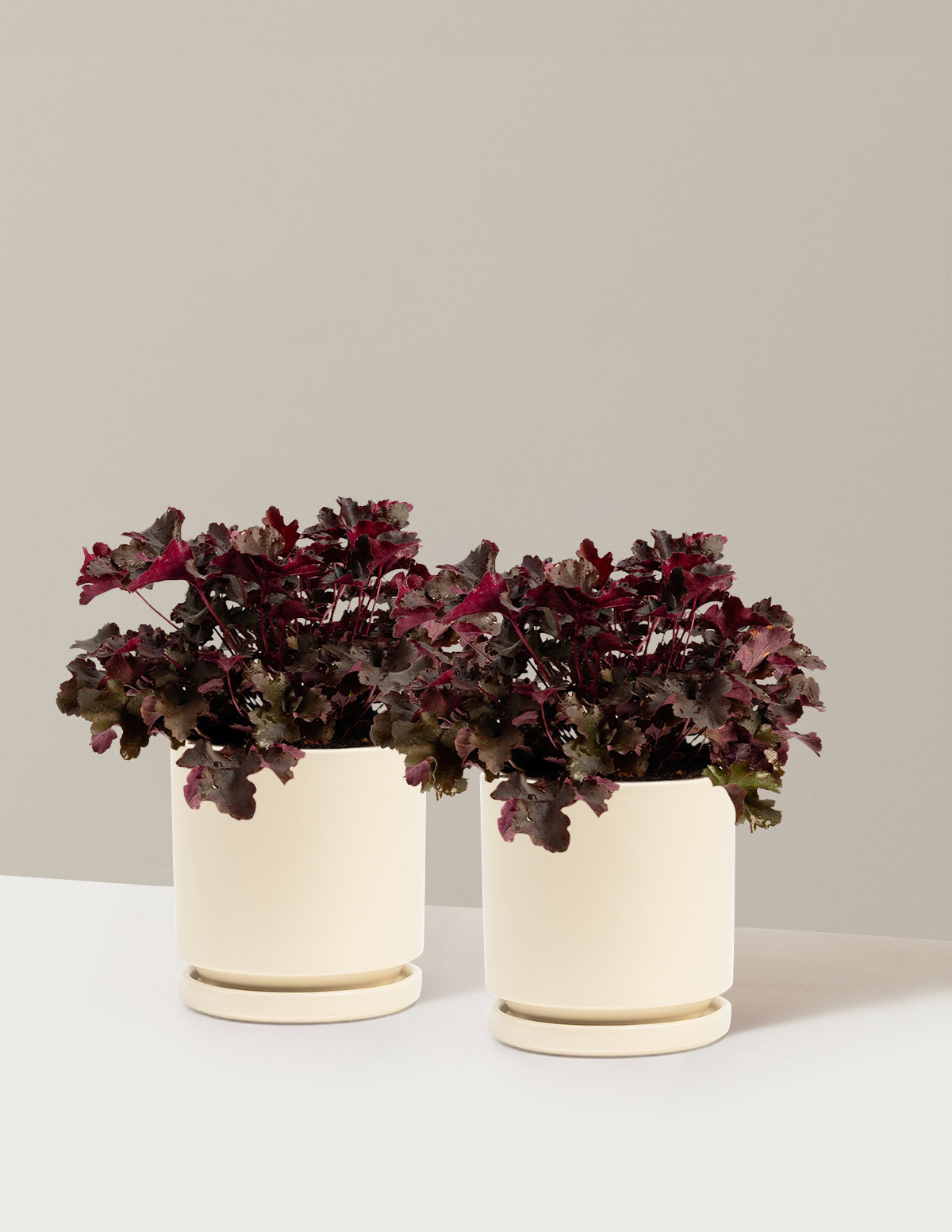 bundle | 1 Gallon - 2-Pack | Isabella | Almond