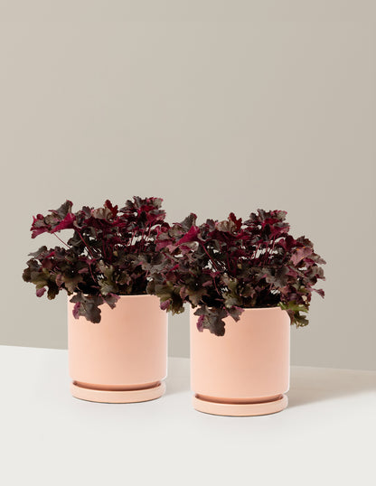 Balboa Sunset® Heuchera
