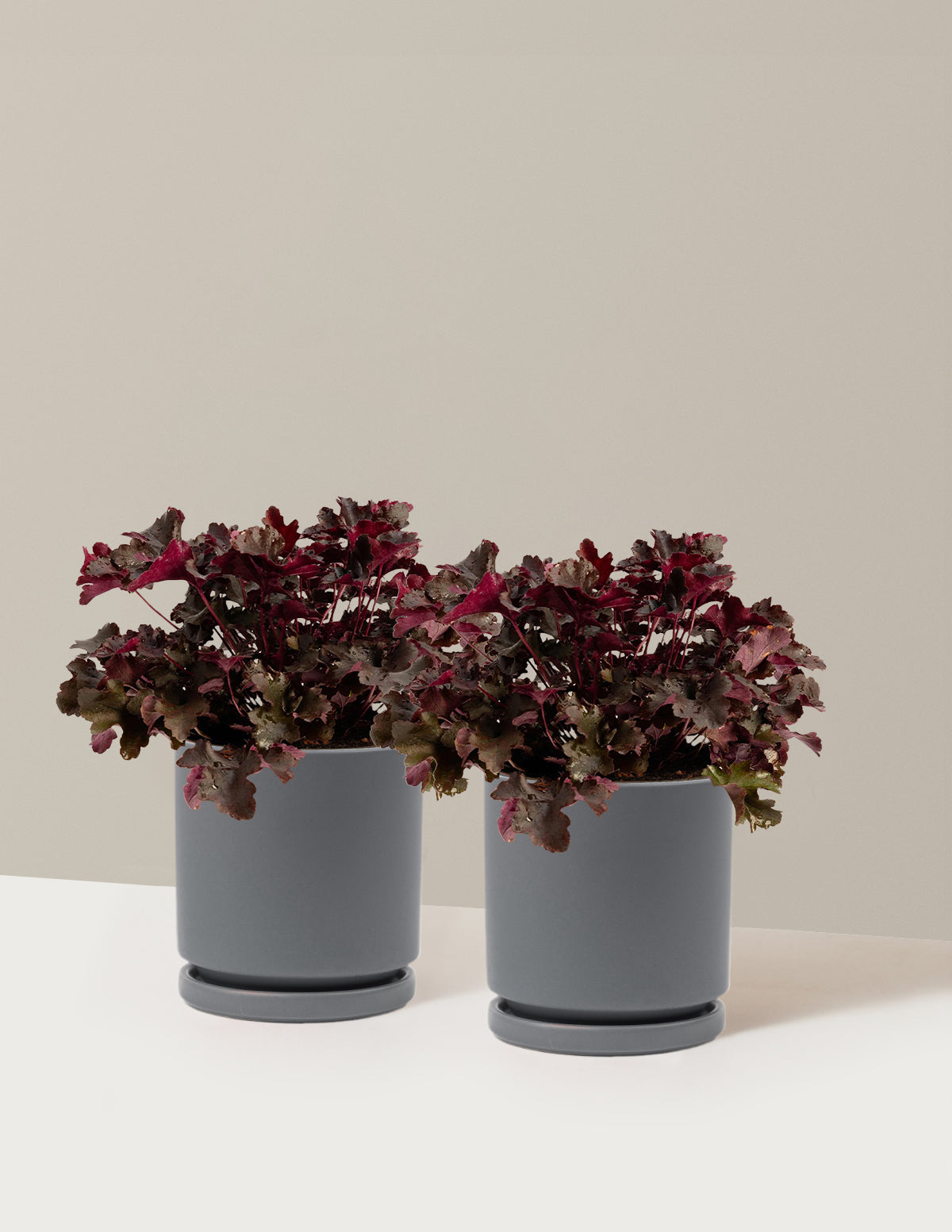 bundle | 1 Gallon - 2-Pack | Isabella | Granite