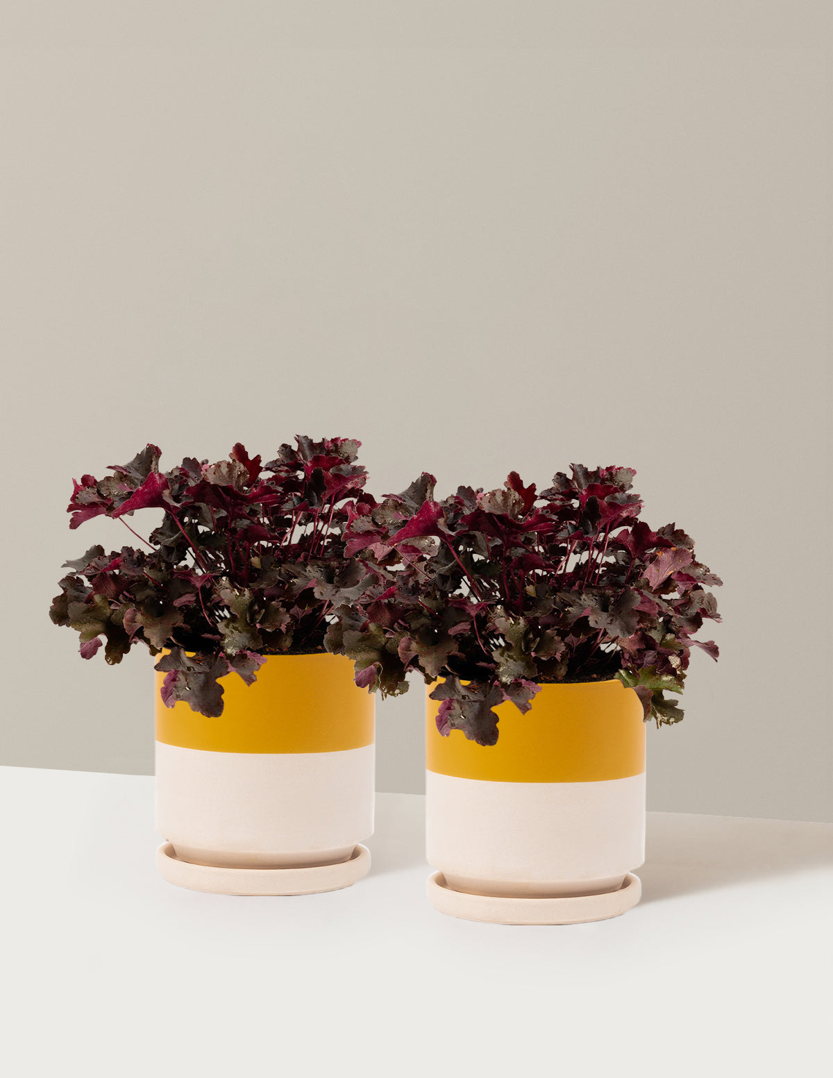 bundle | 1 Gallon - 2-Pack | Isabella | Top Half Mustard