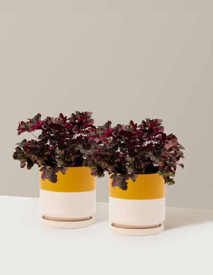 Balboa Sunset® Heuchera