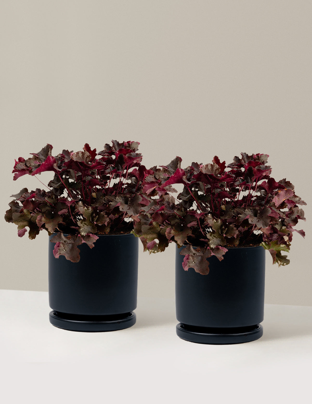 Balboa Sunset® Heuchera
