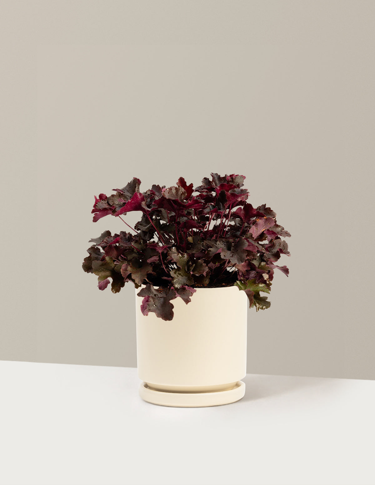 bundle | 1 Gallon - Single | Isabella | Almond