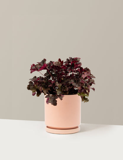 Balboa Sunset® Heuchera