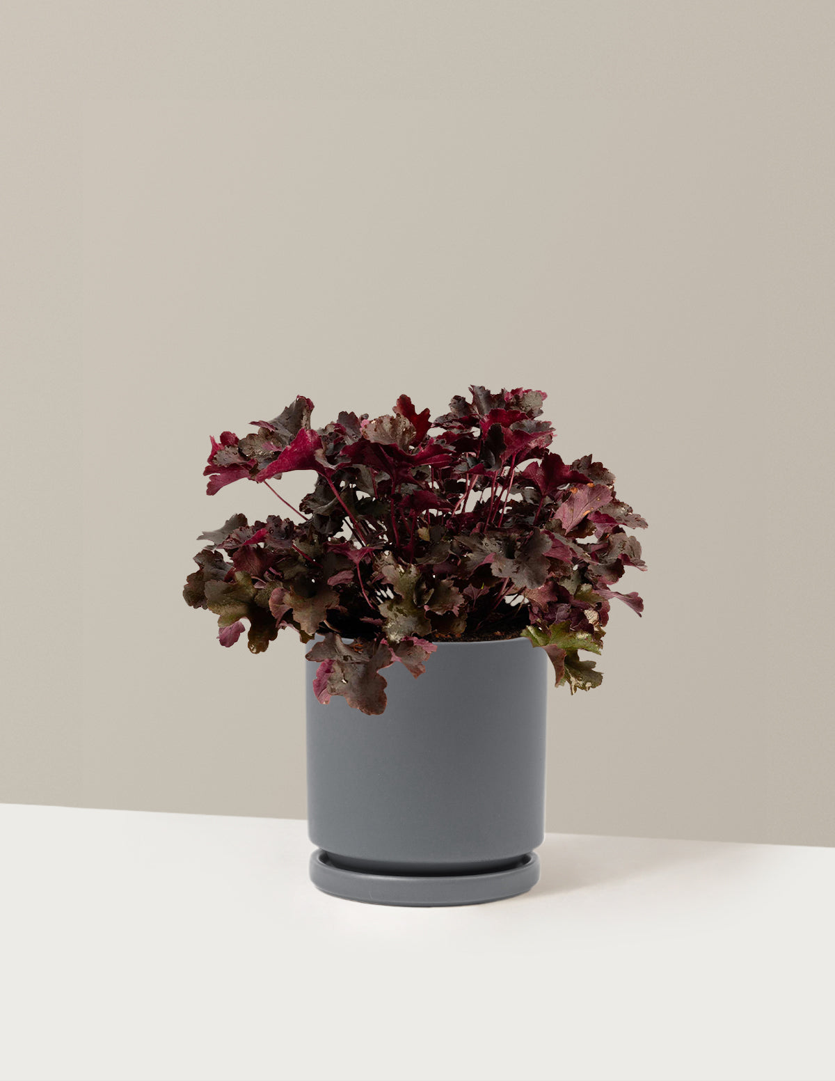 bundle | 1 Gallon - Single | Isabella | Granite