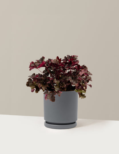 Balboa Sunset® Heuchera