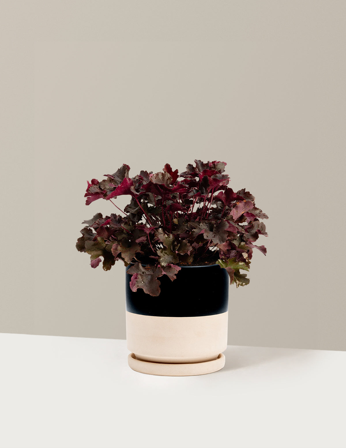 bundle | 1 Gallon - Single | Isabella | Top Half Black