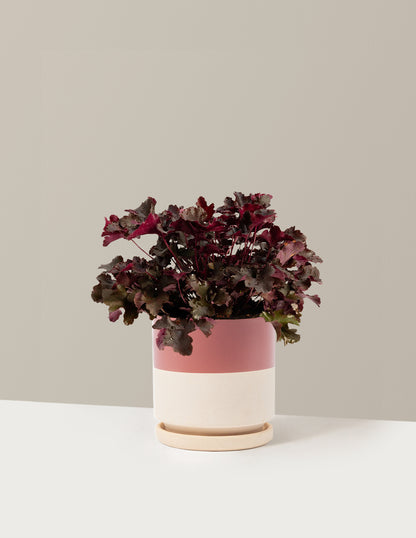Balboa Sunset® Heuchera