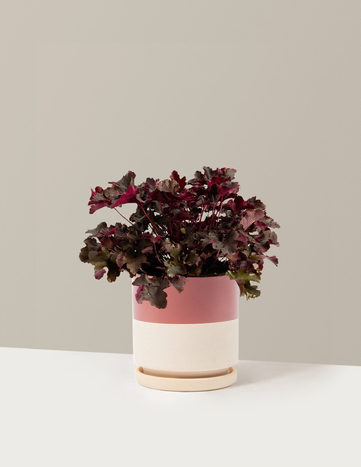 Monrovia Balboa Sunset Heuchera