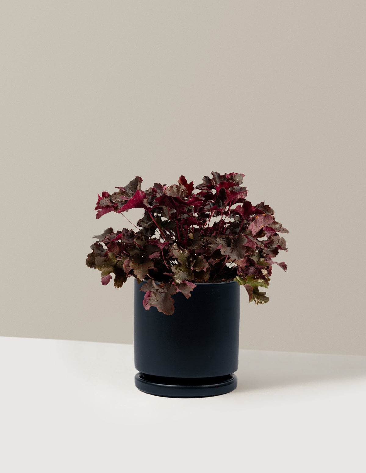 Balboa Sunset® Heuchera