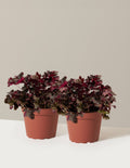 bundle | 1 Gallon - 2-Pack | Grow Pot