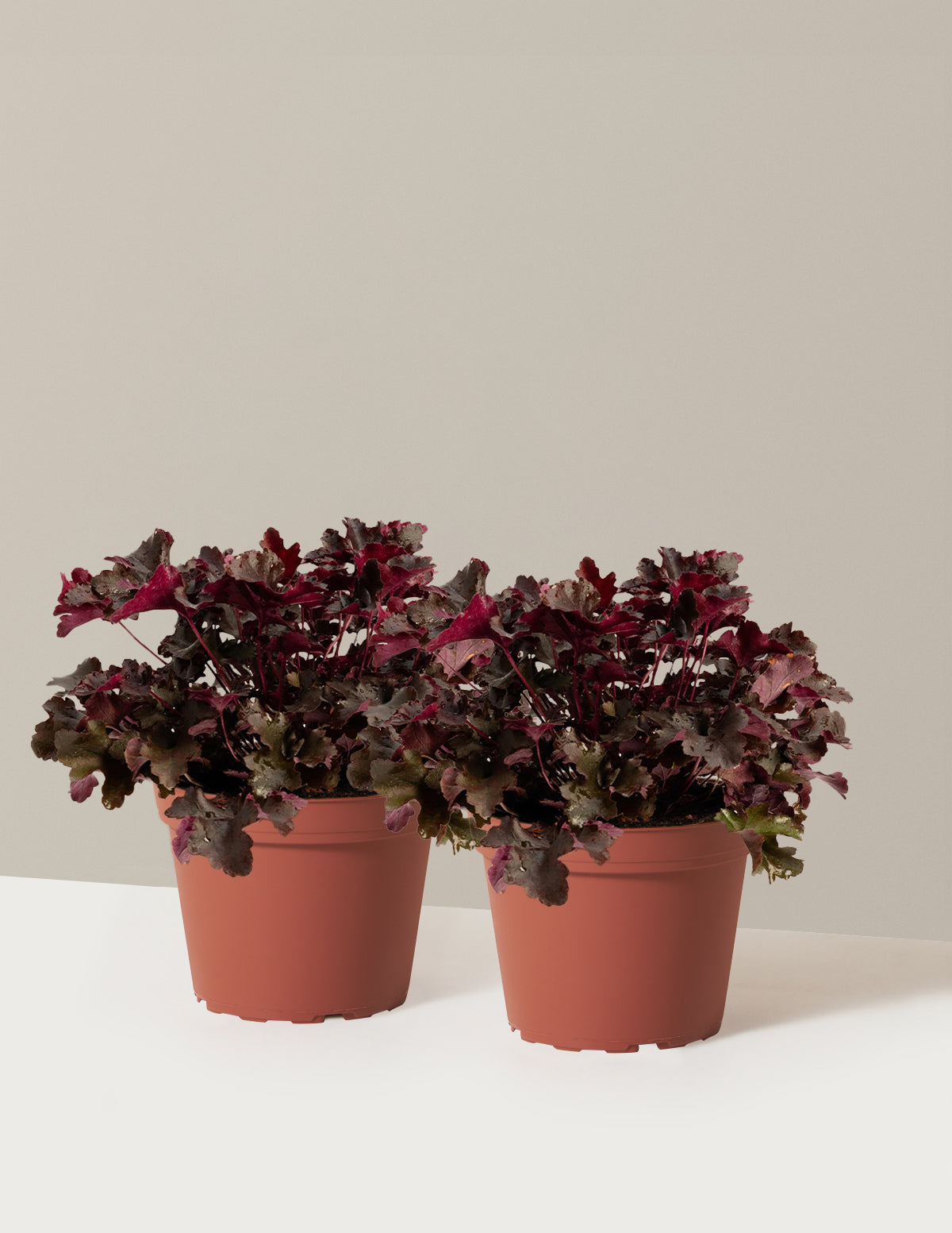 bundle | 1 Gallon - 2-Pack | Grow Pot